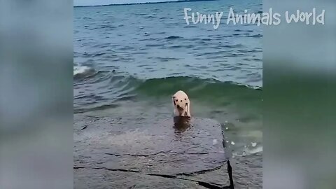 Funniest Dogs And Cats Videos Best Funny Animal Videos 2022