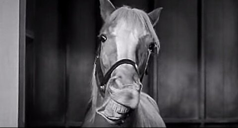 Mr. Ed Fights Climate Change