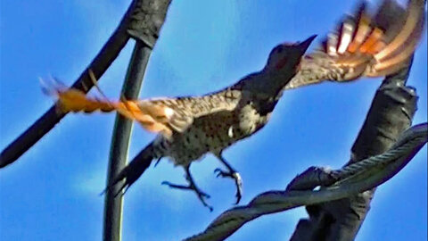 IECV NV #165 - 👀 Northern Flicker On The Power Line 8-25-2015