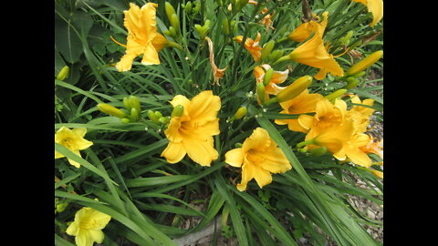 So Beautiful Day Lily July 2022