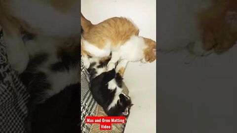 Max and Oreo | Matting | Video 2022 #cats #max #tiktok #oreo #catlover