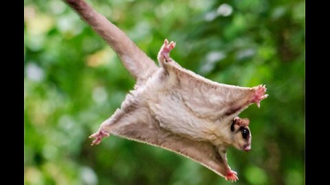 SUGAR GLIDERS Flying - Funny & Cute Compilation