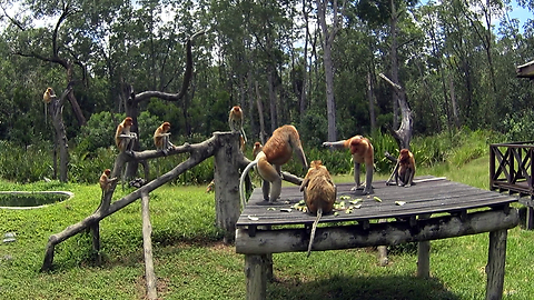 Proboscis monkeys - Alpha male defends his harem females against rival males