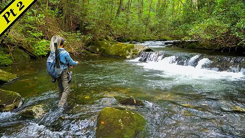 Fishing a creek LOADED with Brook Trout! (SAB Part 2)