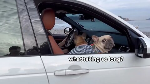 Our Baby And Dogs First Time At Beach Together