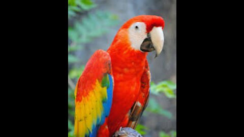 funny parrot talk