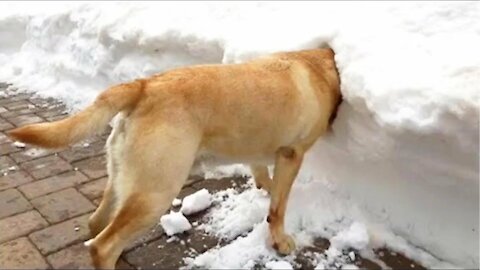 Dogs Play In Snow - Funny Pets Reaction | Pets Town