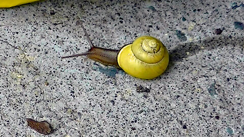 IECV NV #626 - 👀 Snail Off To The Garden 🐌 6-13-2018