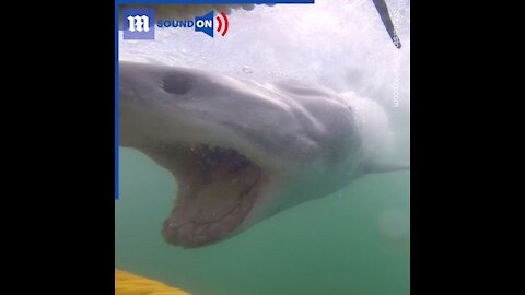 Close call while shark cage diving