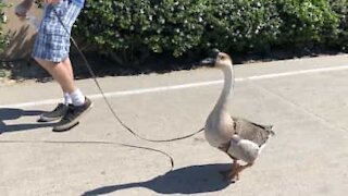 Homem passeia com ganso como seu fosse um cão