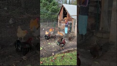 feeding backyard chickens