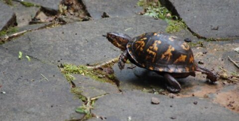 Turtles playing catch