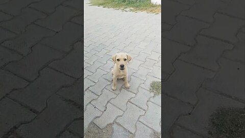 Curious Encounter: Playful Puppy Barking at Me #shorts #youtubeshorts #shortsfeed #viral #trending