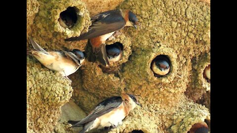 Animal life, amazing bird nests