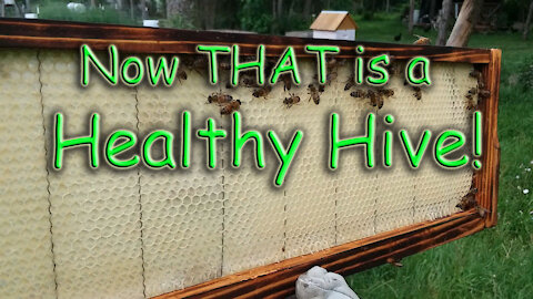 Now THAT is a Healthy Hive!