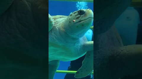 This turtle is bigger than the kid! #turtle #iliketurtles #aquarium