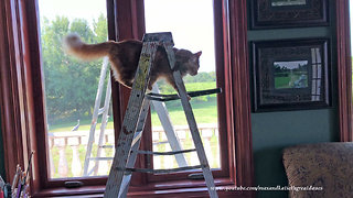 Funny Jack the Cat's Morning Stroll Before Through Casa Bella Estate