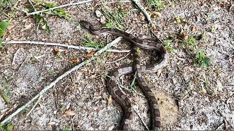 Grandkids found a Snake!!!!