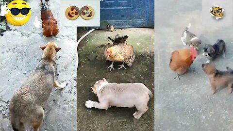 Chicken VS Dog Fight - Funny Dog Fight Videos