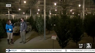 Mulhall's offers advice on picking & caring for live Christmas trees