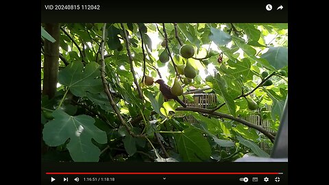 The Bird and the Fig in the Flemish Tasty Forest