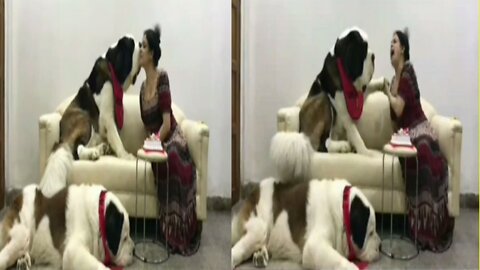 Old video, but you all can see your beloved saint Bernard Gogol, it was mimo s BDay clipping.