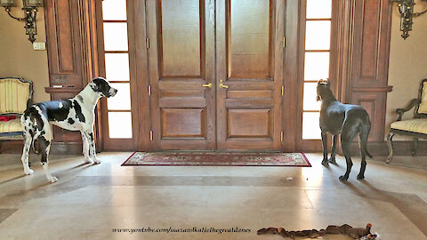 Cat Watches Barking Great Dane Watch Dogs Get Distracted By Toys