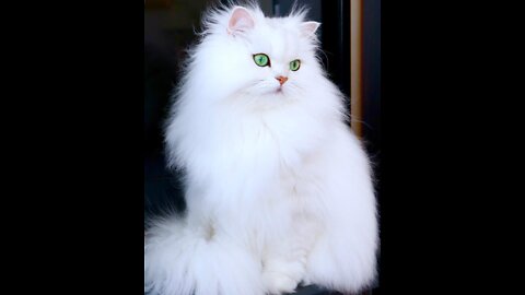 The most beautiful white cats