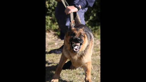 How to defend yourself against a dog attack. Simple&Effective.