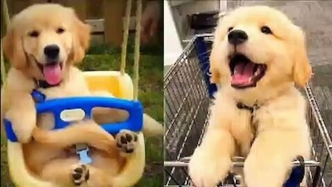 💗Cute And Funny Pets | Try Not To Laugh To These Pets Compilation 💗