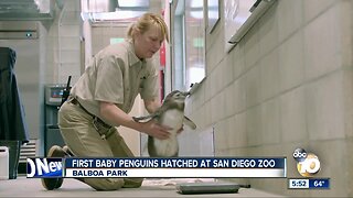 Baby penguins hatched at San Diego Zoo