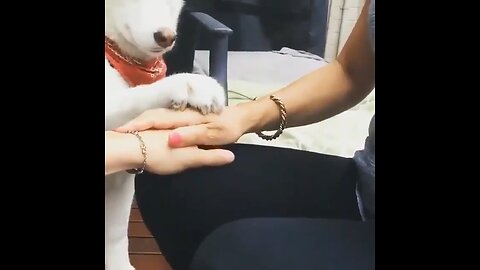 e: “Unlikely Handshake Trio: Me, Friend, and My Adorable Dog!”