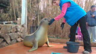 It's dinner time for this rescued immature Southern Elephant Seal