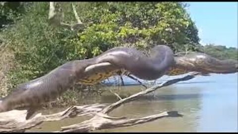 Biggest Anaconda caught on camera | Brazil Anaconda