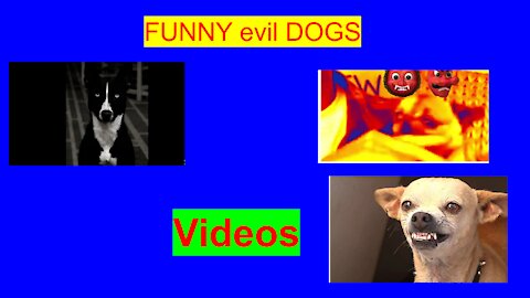 ANGRY DOGS COMPILATION 2022🤣 Watch too the end because you don't mess with these dogs