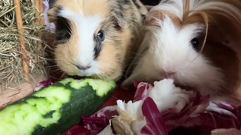 Guinea pigs Svea and Fergus eating