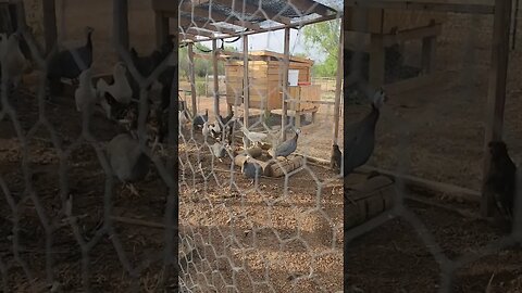 Best alarm system for country living #countryliving #guineafowl #chicken #alarm #shorts