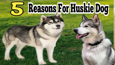 5_Reasons_Why_Huskies_Are_The_WEIRDEST_DOG_BREED!!