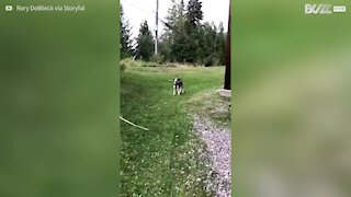 Bimbo tenta di imitare il suo cagnolino!