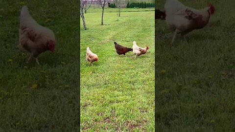 Make Time to Enjoy Simple Moments | #WonderfulWorld | #YouTubeShorts | #FreeRangeChickens | #Chicken