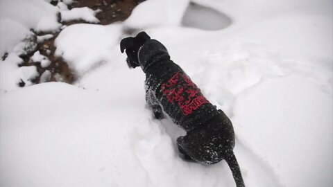 Pitbull puppies playing in the snow