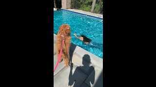 Golden doodle watches mermaid in pool.