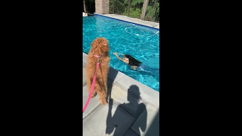 Golden doodle watches mermaid in pool.