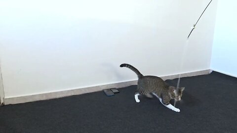 Cat Manages to Rip off the Feather Toy