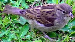 IECV NV #258 - 👀 House Sparrows Out And About 8-9-2016