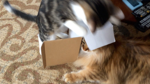 Kitten Takes Over Big Siberian Cat's Spot