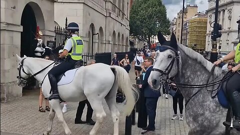 Police horse has ear covers #horseguardsparade