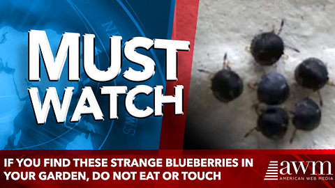 If You Find These Strange Blueberries In Your Garden, Do Not Eat Or Touch