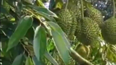 Durian fruit ready for harvest