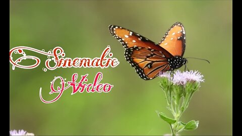 Beautiful nature butterfly 🦋🦋 cinematic video